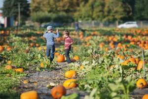 9 popular pumpkin patches less than an hour drive from Seattle