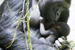 Update: Woodland Park Zoo releases new photos of baby gorilla